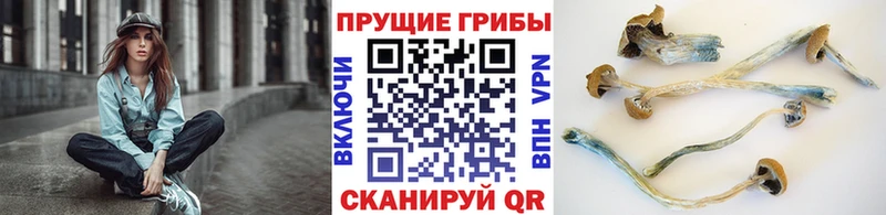 Псилоцибиновые грибы Magic Shrooms  KRAKEN онион  Новомичуринск 